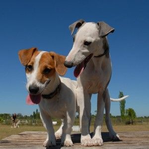 Meet your Posher, Carmelo